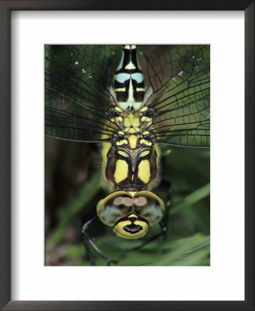 Southern Hawker Dragonfly Head Close-Up, Germany by Hans Christoph Kappel Pricing Limited Edition Print image