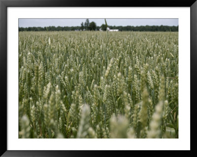 A Thick Field Of Milo, A Relative Of Sorghum Used For Poultry Feed by Stephen St. John Pricing Limited Edition Print image