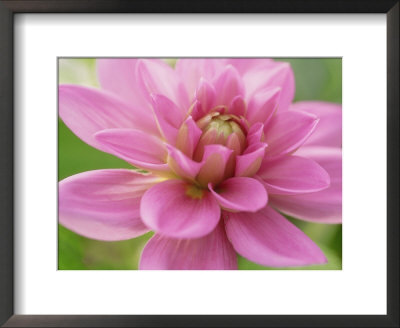 Dahlia X Bluesette (Park Dahlia), Close-Up Of Pink Flower by Michael Davis Pricing Limited Edition Print image