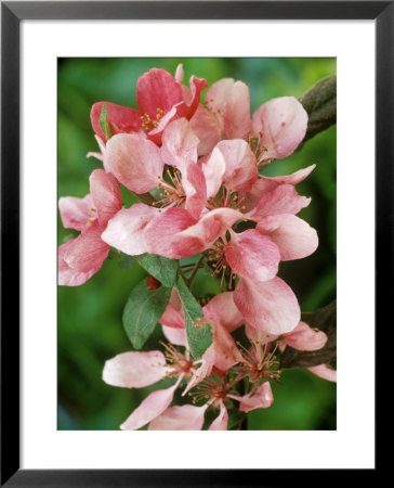 Malus, Profusion (Crab Apple) Close-Up Of Pink Blossom by Mark Bolton Pricing Limited Edition Print image