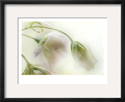 Study Of Wilting White Flowers by Mia Friedrich Pricing Limited Edition Print image