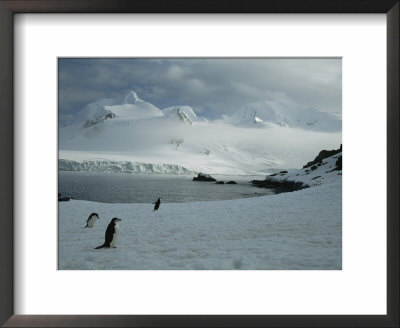 A Trio Of Chin Strap Penguins Amble About Antarcticas Icy Landscape by Tom Murphy Pricing Limited Edition Print image
