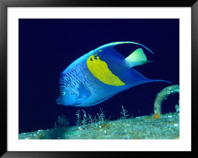 Arabian Angelfish (Pomacanthus Maculosus), Red Sea And Arabian Sea, Egypt by Casey Mahaney Pricing Limited Edition Print image