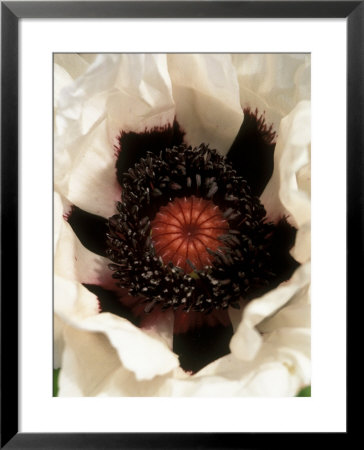 Papaver Orientalis, Perrys White (Oriental Poppy), White Flower With Maroon Purple Centres by Mark Bolton Pricing Limited Edition Print image