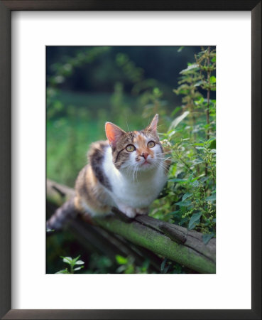 Domestic Cat Watching For Birds, Europe, Looking Up by Reinhard Pricing Limited Edition Print image