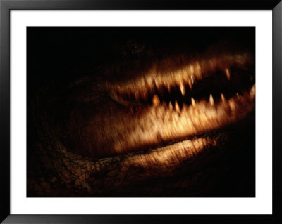 Close-Up Of A 14-Foot Crocodile by Chris Johns Pricing Limited Edition Print image