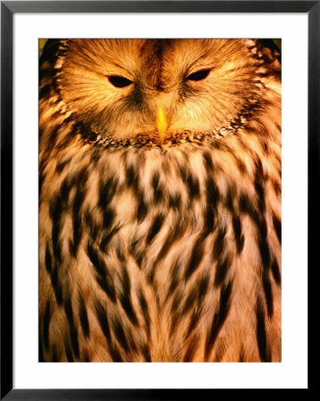 Owl (Order Strigiformes), Usa by John Hay Pricing Limited Edition Print image