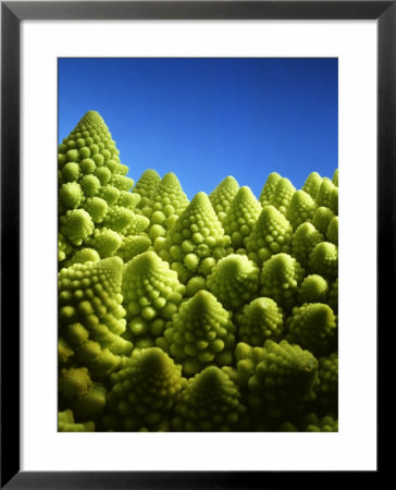 Close Up Of Romanesco by Peter Sapper Pricing Limited Edition Print image