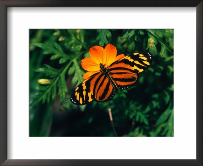 A Yellow And Orange Danalid Butterfly On A Similarly Coloured Flower, Costa Rica by Mark Newman Pricing Limited Edition Print image