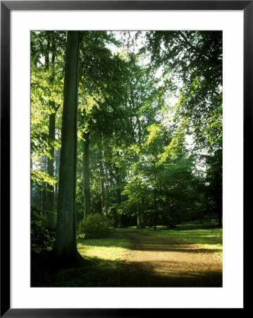 View Along Curved Woodland Path, Atmospheric Sun Light Through Beech Tree (Fagus), Gloucestershire by Mark Bolton Pricing Limited Edition Print image