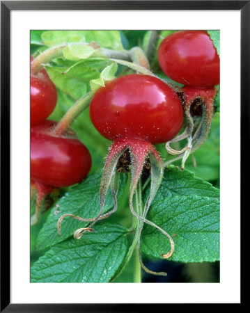 Rosa Scabrosa In Fruit by Mark Bolton Pricing Limited Edition Print image