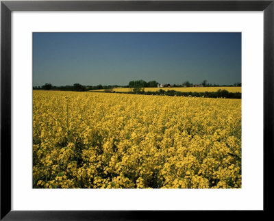 Oil Seed Rape Fields, Essex, England, United Kingdom by Fraser Hall Pricing Limited Edition Print image