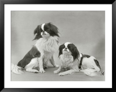 Pair Of Japanese Chins Owned By Hudson One Sitting And One Lying Down by Thomas Fall Pricing Limited Edition Print image