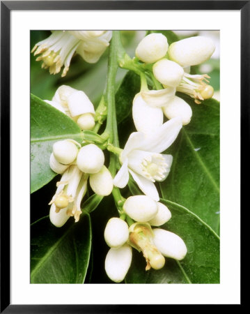 Orange Blossom (Close-Up Of Cream Buds) by Carole Drake Pricing Limited Edition Print image