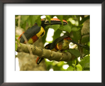 Fiery-Billed Aracari, Two Aracaris On Branch Of Tree, Costa Rica by Roy Toft Pricing Limited Edition Print image