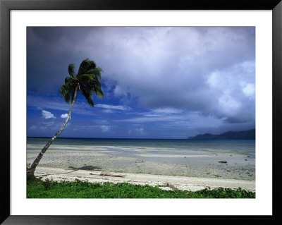 Horizontal Palm, Viti Levu Bay, Nanukoloa by Walter Bibikow Pricing Limited Edition Print image