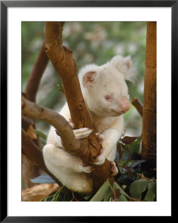 Albino Koala In A Tree by Tony Ruta Pricing Limited Edition Print image