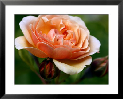 Rosa Sweet Juliet (Shrub Rose), Close-Up Of Orange Flower With Buds by Susie Mccaffrey Pricing Limited Edition Print image