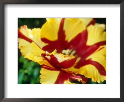 Parrot Tulip by Georgia Glynn-Smith Pricing Limited Edition Print image