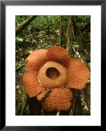 Rafflesia, Gunung Gading National Park, Borneo by David Cayless Pricing Limited Edition Print image