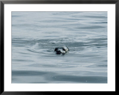 A Harbor Seal, Phoca Vitulina, Swims With Its Head Above Water by Bill Curtsinger Pricing Limited Edition Print image