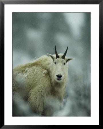 Portrait Of A Male Rocky Mountain Goat by Michael S. Quinton Pricing Limited Edition Print image