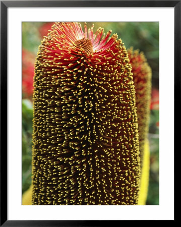 A Close View Of A Banksia Flower by Jonathan Blair Pricing Limited Edition Print image
