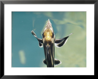 Rare Elephant Shark Hatchling In The Melbourne Aquarium by Jason Edwards Pricing Limited Edition Print image