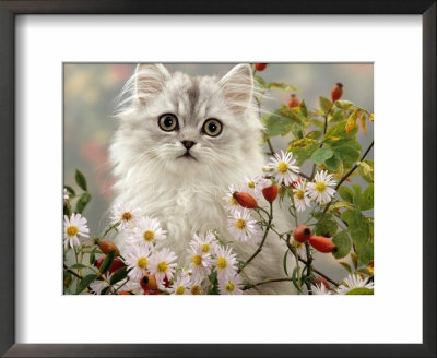 Domestic Cat, Turkish Van Kitten Among Michaelmas Dasies And Rose Hip by Jane Burton Pricing Limited Edition Print image