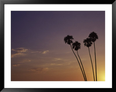 Sunset And Palm Trees, Laguna Beach, Ca by Mitch Diamond Pricing Limited Edition Print image
