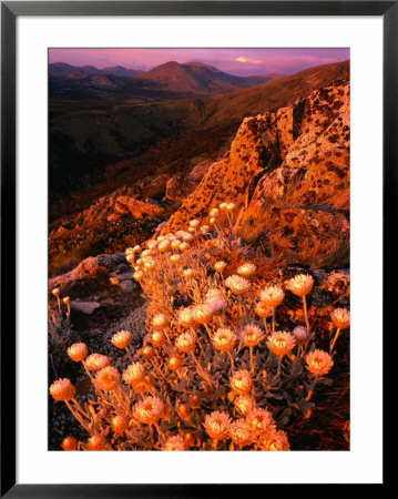 Wildflowers With Mountains In Distance Kosciuszko National Park, New South Wales, Australia by Rob Blakers Pricing Limited Edition Print image