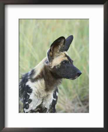 African Wild Dog (Lycaon Pictus), Pilanesberg National Park, South Africa, Africa by James Hager Pricing Limited Edition Print image