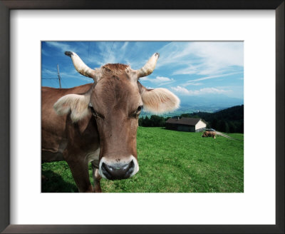 Domestic Cow On Alpine Pasture, Switzerland by De Meester Pricing Limited Edition Print image