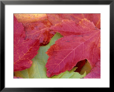 Maple Leaves In Fall, Bielefeld, Germany by Thorsten Milse Pricing Limited Edition Print image