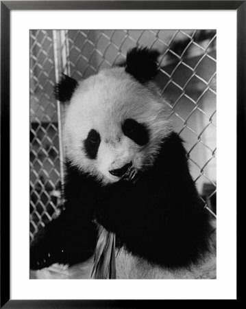 Giant Panda From Red China Chewing On Leaves by Michael Rougier Pricing Limited Edition Print image