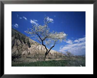 Almond Tree In Bloom, Zelve, Cappadocia, Anatolia, Turkey, Eurasia by Marco Simoni Pricing Limited Edition Print image