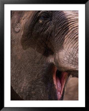 African Elephant by Mitch Diamond Pricing Limited Edition Print image