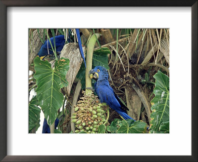 Hyancinth Macaws, Brazil by Berndt Fischer Pricing Limited Edition Print image