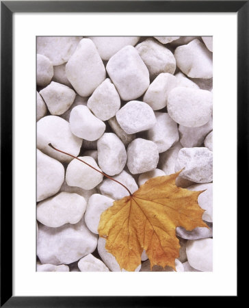 Close-Up Of Maple Leaf Lying On White Pebbles by James Guilliam Pricing Limited Edition Print image
