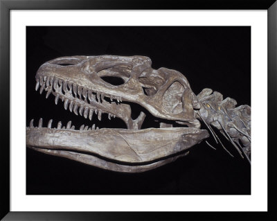 Allosaurus Skeleton Skull, Jaws And Teeth, Against A Black Background by Jason Edwards Pricing Limited Edition Print image