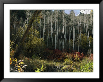Fall Colors In The Woodlands Of The San Miguel River Watershed by Melissa Farlow Pricing Limited Edition Print image