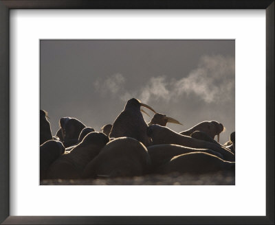A Large Group Of Atlantic Walruses Basking by Paul Nicklen Pricing Limited Edition Print image