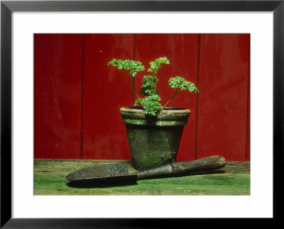 Parsley Planted In Aged Terracotta Pot by Andre Jordan Pricing Limited Edition Print image