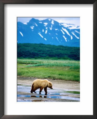 Yearling Brown Bear Cub In Habitat, Hallo Bay, Alaska by Mark Newman Pricing Limited Edition Print image
