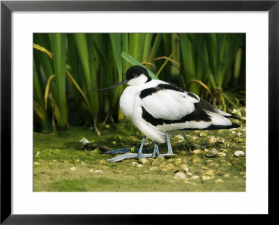Pied Avocet, Adult Sheltering Young In Plumage, Uk by Mike Powles Pricing Limited Edition Print image