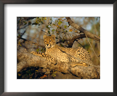 A Cheetah (Acinonyx Jubatus) In A Tree, Kruger Park, South Africa by Paul Allen Pricing Limited Edition Print image