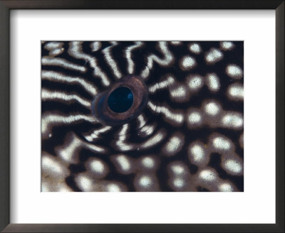 Close Up Of Eye Of Pufferfish, Indo Pacific by Jurgen Freund Pricing Limited Edition Print image