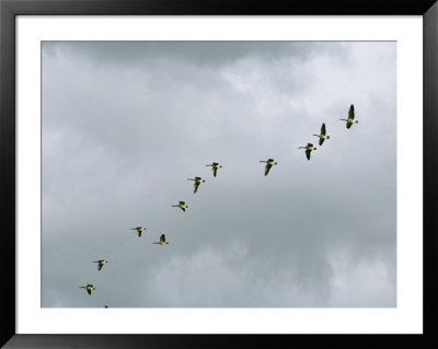 Flock Of Canada Geese In Flight by Marc Moritsch Pricing Limited Edition Print image