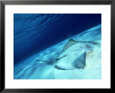 Short Tail Stingray, Beveridge Reef by Tobias Bernhard Pricing Limited Edition Print image