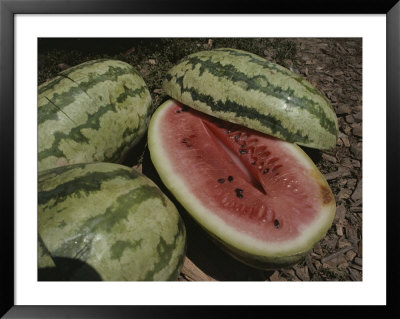Close View Of Ripe Watermelons, One Split In Half To Show Color by Stephen St. John Pricing Limited Edition Print image